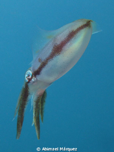 Face to face with a squid, Vieques, P.R. by Abimael Márquez 